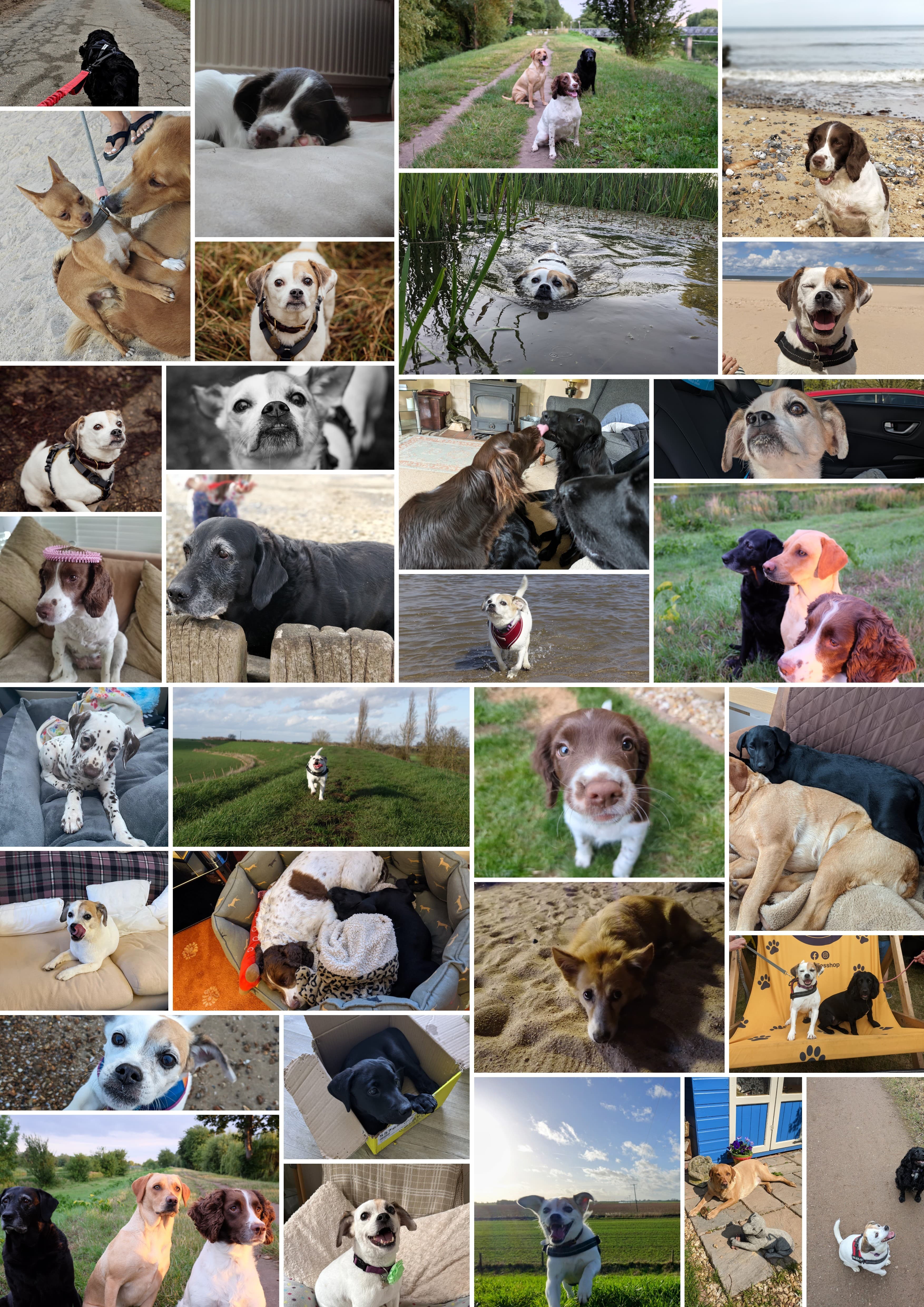 Pet Portraits